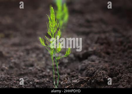 Die jungen kleinen Sprossen des Spargels des ersten Lebensjahres, die aus den Samen gewachsen sind Stockfoto