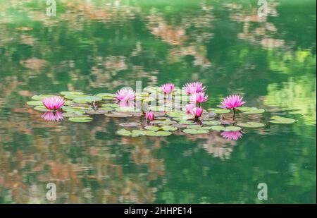 Große Gruppe von dunkelrosa oder magentafarbenen Wasserlilien in Blüte, umgeben von den schwimmenden Pads und einigen Knospen, die bereit sind, sich mit der Reflexion auf dem Wasser zu öffnen Stockfoto