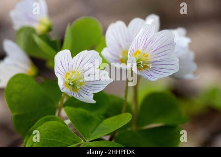 Zarte oxalis-Blüten im Frühlingswald, selektiver Fokus Stockfoto