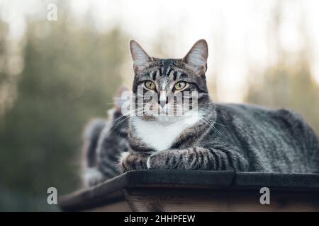 Tabby Katze liegt auf einem Holztisch beim Gehen. Selektiver Fokus Stockfoto