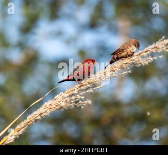 Rote Avadavat, rote Munia oder Erdbeerfinken (Männchen), die auf dem Ohr des Reismuscheln stehen. Red avadavat ist ein kleiner roter Vogel im Frühjahr mit Kopierraum Stockfoto