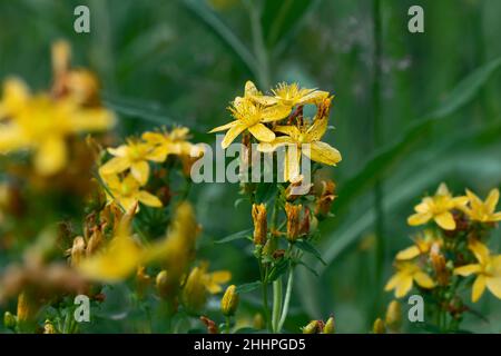 Gelbe Blüten Johanniskraut auf einer Sommerwiese, selektiver Fokus Stockfoto