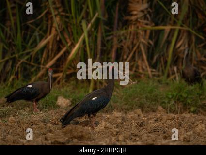 Der rotnapierte Ibis, auch bekannt als der indische schwarze Ibis oder der schwarze Ibis, ist eine Art von Ibis, die in den Ebenen des indischen Subkontinents gefunden wird. Stockfoto