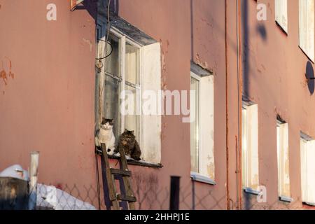 Katzen, die auf dem Fensterbrett des alten Gebäudes sitzen, genießen den sonnigen Wintertag. Dorf- oder Landleben Stockfoto