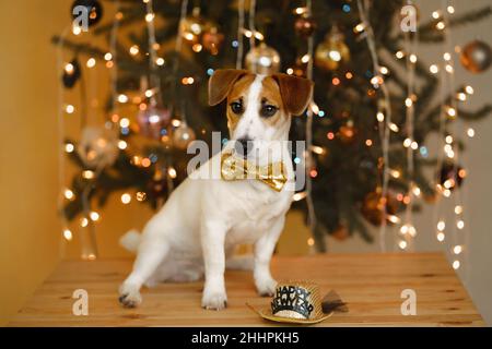 Weihnachten Hintergrund mit Jack russell Hund in Party Hut. Neujahrskonzept. Stockfoto