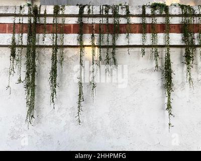 Eine Perlenschnur oder eine Perlenschnur Pflanze an einer Wand, Curio rowleyanus oder Senecio rowleyanus Stockfoto