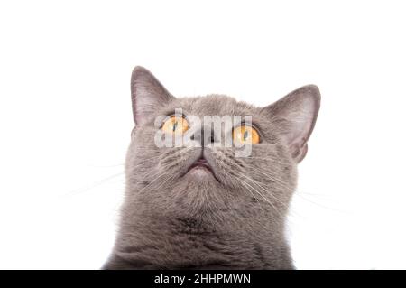 Graue britische Katze auf weißem Hintergrund Stockfoto