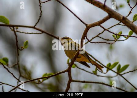 Ausgewachsener Acadian Flycatcher an der Zweigstelle im Shenandoah National Park Stockfoto