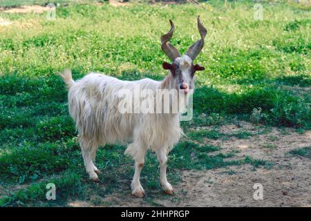 Exemplar einer Girgentana-Ziege auf einer Wiese, Capra aegagrus hircus, Bovidae Stockfoto