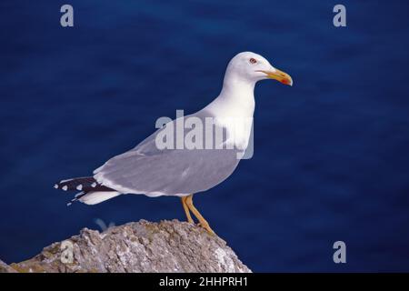 Exemplar einer Gelbmöwe auf einem Felsen mit Blick auf das Meer, Larus michahellis michahellis; Laridae Stockfoto