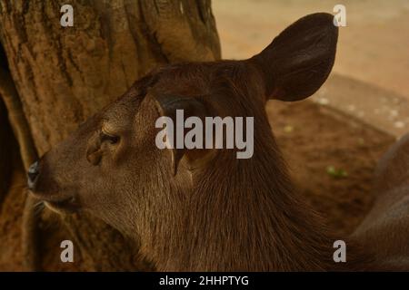 Nahaufnahme des schönen Samba-Hirsches im Tempelbereich Stockfoto