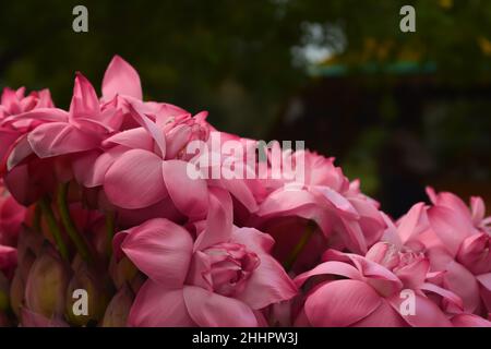Nahaufnahme der wunderschönen Lotusblume Stockfoto