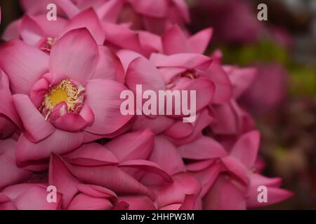 Nahaufnahme der wunderschönen Lotusblume Stockfoto