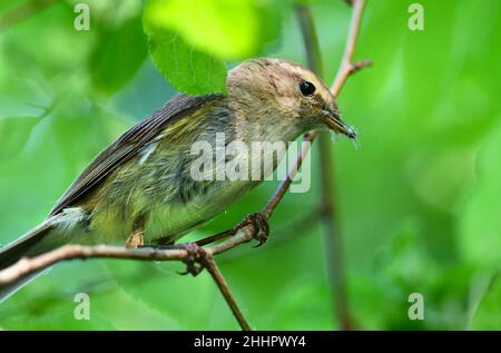 Berlin, Deutschland. 07th. Juni 2021. 07.06.2021, Berlin. Ein gewöhnlicher Waldläufer (Phylloscopus collybita) sitzt auf einem Ast und hält kleine Insekten im Schnabel, die er gefangen hat. Quelle: Wolfram Steinberg/dpa Quelle: Wolfram Steinberg/dpa/Alamy Live News Stockfoto