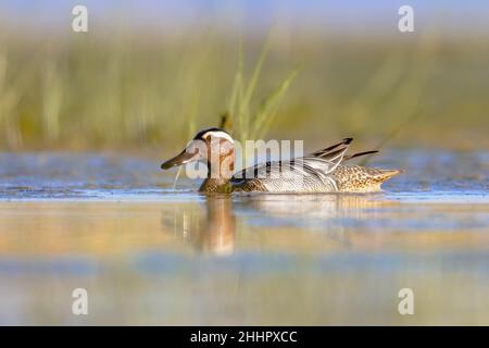 Garganey (Spatula querquedula) ist eine kleine, zwirbelnde Ente. Männlicher Vogel, der während der Migration im Feuchtgebiet schwimmend ist. Wildtierszene in der Natur Europas. Stockfoto