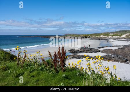 Der Schnabelbart (Crepis vesicaria) im Fokus mit Blick auf die sandige Allasdale Bay, Allathasdal Stockfoto