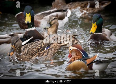 Hickling Basin Leicestershire Januar 24th 2021: Drake Mandarin (Ente Aix galericulata ) das denkt, er ist ein drake Mallard, lebt mit der Dorfbevölkerung Enten. Die Brutzeit nähert sich, er versucht, sich mit einem weiblichen Mallard zu paaren, da die Mandarinen genetisch so gut wie unmöglich eine fruchtbare Kreuzung bilden können. Mandarin Rasse haben ein extra Chromosom, so dass, wenn sie die Eier mischen würden sehr unwahrscheinlich, dass eine fruchtbare Kreuzung zu machen. England, Wales und Schottland der Verkauf der folgenden toten Vögel ist vom 1. September bis einschließlich 28. Februar erlaubt: Mallard, Pintail, POC Stockfoto