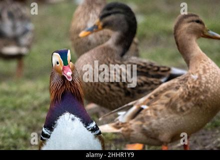 Hickling Basin Leicestershire Januar 24th 2021: Drake Mandarin (Ente Aix galericulata ) das denkt, er ist ein drake Mallard, lebt mit der Dorfbevölkerung Enten. Die Brutzeit nähert sich, er versucht, sich mit einem weiblichen Mallard zu paaren, da die Mandarinen genetisch so gut wie unmöglich eine fruchtbare Kreuzung bilden können. Mandarin Rasse haben ein extra Chromosom, so dass, wenn sie die Eier mischen würden sehr unwahrscheinlich, dass eine fruchtbare Kreuzung zu machen. England, Wales und Schottland der Verkauf der folgenden toten Vögel ist vom 1. September bis einschließlich 28. Februar erlaubt: Mallard, Pintail, POC Stockfoto