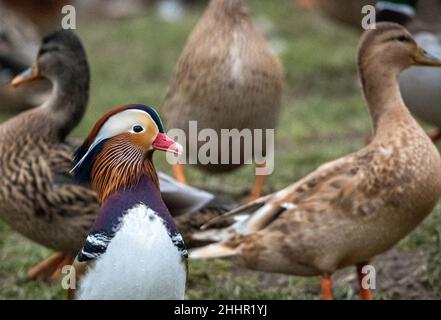 Hickling Basin Leicestershire Januar 24th 2021: Drake Mandarin (Ente Aix galericulata ) das denkt, er ist ein drake Mallard, lebt mit der Dorfbevölkerung Enten. Die Brutzeit nähert sich, er versucht, sich mit einem weiblichen Mallard zu paaren, da die Mandarinen genetisch so gut wie unmöglich eine fruchtbare Kreuzung bilden können. Mandarin Rasse haben ein extra Chromosom, so dass, wenn sie die Eier mischen würden sehr unwahrscheinlich, dass eine fruchtbare Kreuzung zu machen. England, Wales und Schottland der Verkauf der folgenden toten Vögel ist vom 1. September bis einschließlich 28. Februar erlaubt: Mallard, Pintail, POC Stockfoto