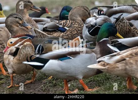 Hickling Basin Leicestershire Januar 24th 2021: Drake Mandarin (Ente Aix galericulata ) das denkt, er ist ein drake Mallard, lebt mit der Dorfbevölkerung Enten. Die Brutzeit nähert sich, er versucht, sich mit einem weiblichen Mallard zu paaren, da die Mandarinen genetisch so gut wie unmöglich eine fruchtbare Kreuzung bilden können. Mandarin Rasse haben ein extra Chromosom, so dass, wenn sie die Eier mischen würden sehr unwahrscheinlich, dass eine fruchtbare Kreuzung zu machen. England, Wales und Schottland der Verkauf der folgenden toten Vögel ist vom 1. September bis einschließlich 28. Februar erlaubt: Mallard, Pintail, POC Stockfoto