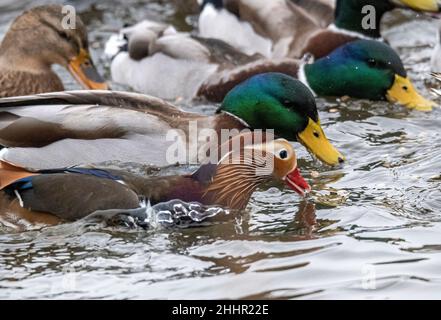 Hickling Basin Leicestershire Januar 24th 2021: Drake Mandarin (Ente Aix galericulata ) das denkt, er ist ein drake Mallard, lebt mit der Dorfbevölkerung Enten. Die Brutzeit nähert sich, er versucht, sich mit einem weiblichen Mallard zu paaren, da die Mandarinen genetisch so gut wie unmöglich eine fruchtbare Kreuzung bilden können. Mandarin Rasse haben ein extra Chromosom, so dass, wenn sie die Eier mischen würden sehr unwahrscheinlich, dass eine fruchtbare Kreuzung zu machen. England, Wales und Schottland der Verkauf der folgenden toten Vögel ist vom 1. September bis einschließlich 28. Februar erlaubt: Mallard, Pintail, POC Stockfoto