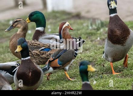 Hickling Basin Leicestershire Januar 24th 2021: Drake Mandarin (Ente Aix galericulata ) das denkt, er ist ein drake Mallard, lebt mit der Dorfbevölkerung Enten. Die Brutzeit nähert sich, er versucht, sich mit einem weiblichen Mallard zu paaren, da die Mandarinen genetisch so gut wie unmöglich eine fruchtbare Kreuzung bilden können. Mandarin Rasse haben ein extra Chromosom, so dass, wenn sie die Eier mischen würden sehr unwahrscheinlich, dass eine fruchtbare Kreuzung zu machen. England, Wales und Schottland der Verkauf der folgenden toten Vögel ist vom 1. September bis einschließlich 28. Februar erlaubt: Mallard, Pintail, POC Stockfoto