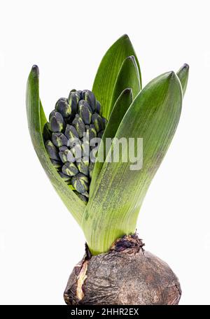 Frische Hyazinthe Blume isoliert auf weißem Hintergrund. Beschneidungspfad Stockfoto