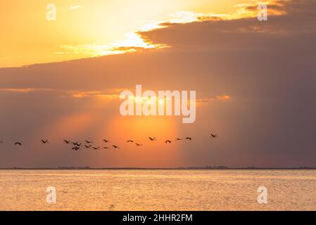 Herde von Andenflamingos, Phoenicoparrus andinus, die bei Sonnenuntergang in der Ansenuza-See, Cordoba, Argentinien, fliegen. Stockfoto