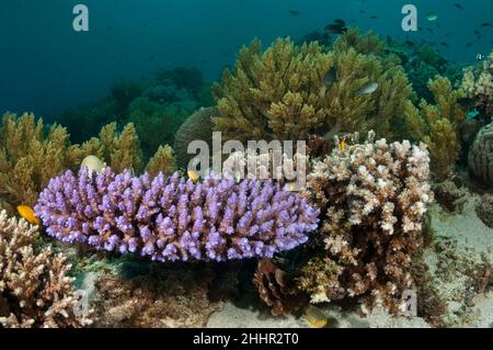 Eine Aufnahme von hellen Hart- und Weichkorallen, die auf einem Riff wachsen und kleine Fische herumschwimmen, Balicasag Island, Philippinen Stockfoto