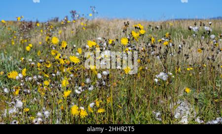 Schnabelbart (Crepis vesicaria) am Polochar Beach, Pollachara Stockfoto