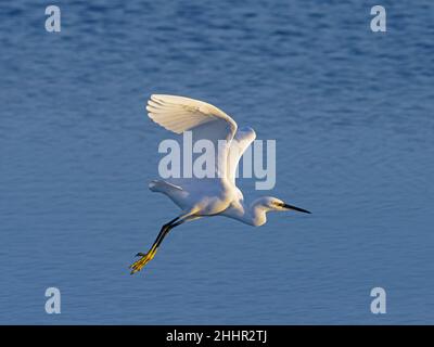 Kleiner Reiher Egretta Garzetta in Flucht aus Schilfbeetes Stockfoto