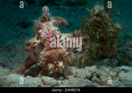 Warty Anglerfisch (Clown Anglerfisch, Antennarius maculatus (Lat)) versteckt sich unter dem Frieden einer weichen Koralle, Panglao, Philippinen Stockfoto