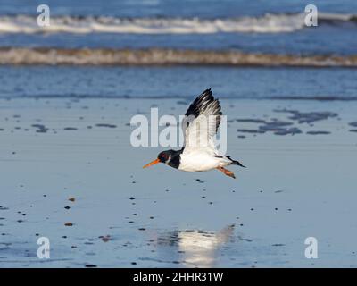 Austernfischer Haematopus ostralegus Fütterung Norfolk Winter Stockfoto