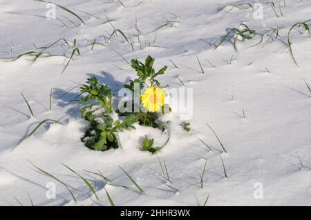 goldene Gänseblümchen unter dem Schnee in der Bretagne Weizenchrauthemum unter dem Schnee in der Bretagne Stockfoto
