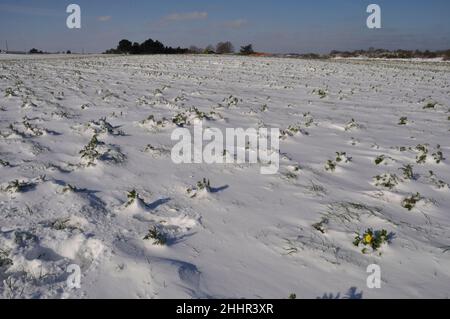 goldene Gänseblümchen unter dem Schnee in der Bretagne Weizenchrauthemum unter dem Schnee in der Bretagne Stockfoto