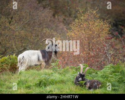 Wilde männliche walisische Bergziegen auf einem Feld. Stockfoto