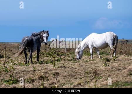 Eriskay Ponys (Equus caballus) in der Nähe von Berneray Causeway, B893 Rd Stockfoto