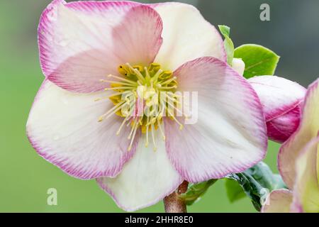 Nahaufnahme einer rosa und weißen Hellebore Blume in Blüte Stockfoto