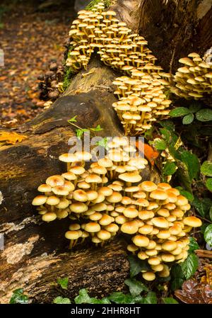 Sulphur Tuft oder geclusterte Woodlover-Pilze (Hypholoma fasciculare) auf einem gefallenen Baum im Wald am Southampton Common. Stockfoto