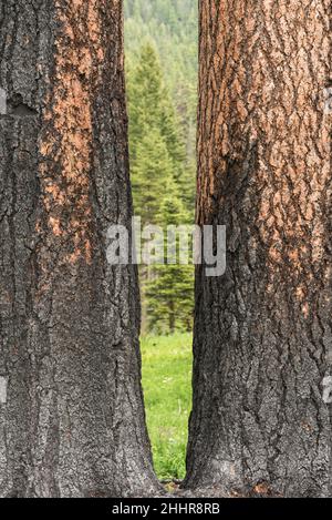 Tannenbäume zeigen Brandflecken an den unteren Stämmen. Die ferne Landschaft zwischen den beiden Bäumen ist üppig grün im Kontrast Stockfoto