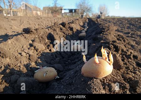 Keimende Kartoffeln. Pflanzen von keimenden Kartoffelröhrchen in den Boden. Kartoffeln werden für die Anpflanzung vorbereitet. Selektiver Fokus. Stockfoto