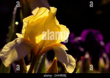 Hellgelbe blühende Iris auf verschwommenem Hintergrund im Garten im Frühjahr. Iris mit Tau bedeckt. Farbenfrohe Pflanzen. Stockfoto