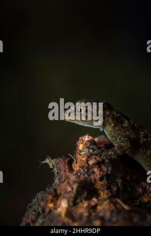 Tag Gecko oder Zwerggecko - Cnemaspis sp., Satara, Maharashtra, Indien Stockfoto