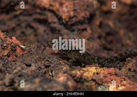 Tag Gecko oder Zwerggecko - Cnemaspis sp., Satara, Maharashtra, Indien Stockfoto