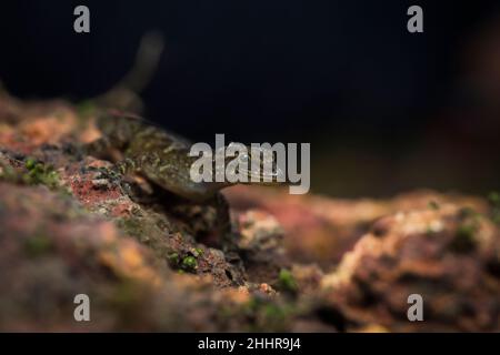 Tag Gecko oder Zwerggecko - Cnemaspis sp., Satara, Maharashtra, Indien Stockfoto