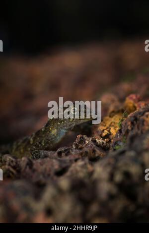 Tag Gecko oder Zwerggecko - Cnemaspis sp., Satara, Maharashtra, Indien Stockfoto