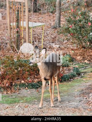 Der junge östliche Weißschwanz-Hirsch, Odocoileus virginianus, befindet sich in einem Wohnhinterhof auf der Suche nach Nahrung in der Pike Road Alabama, USA. Stockfoto