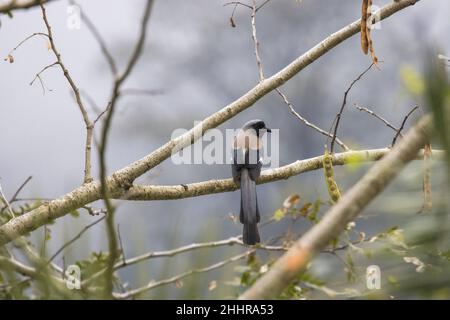 Gray Treepie, Dendrocitta formosae, Uttarakhand, Indien Stockfoto