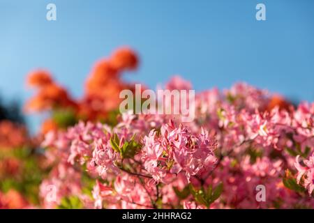 Rosa Rhododendren. Floraler Hintergrund mit Rhododendren. Busch von zarten Blüten von Azaleen oder Rhododendronpflanzen an einem sonnigen Frühlingstag. Stockfoto