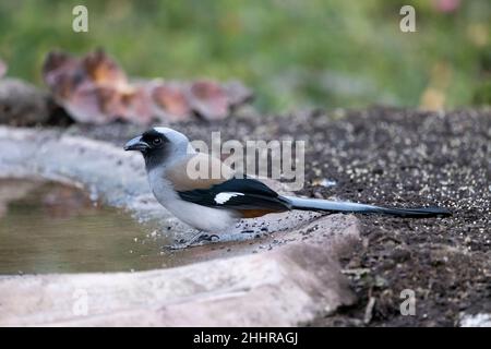 Gray Treepie, Dendrocitta formosae, Uttarakhand, Indien Stockfoto